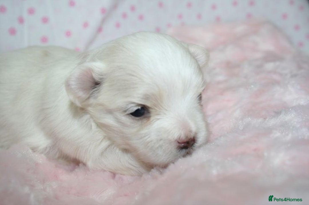 Maltese dogs for sale: ✨️ Beautiful Maltese Puppies 🐶 ✨️ - Image 4