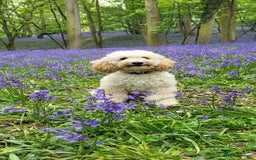 Cavapoo dogs for sale: F1B CAVAPOO PUPPIES  - Image 14