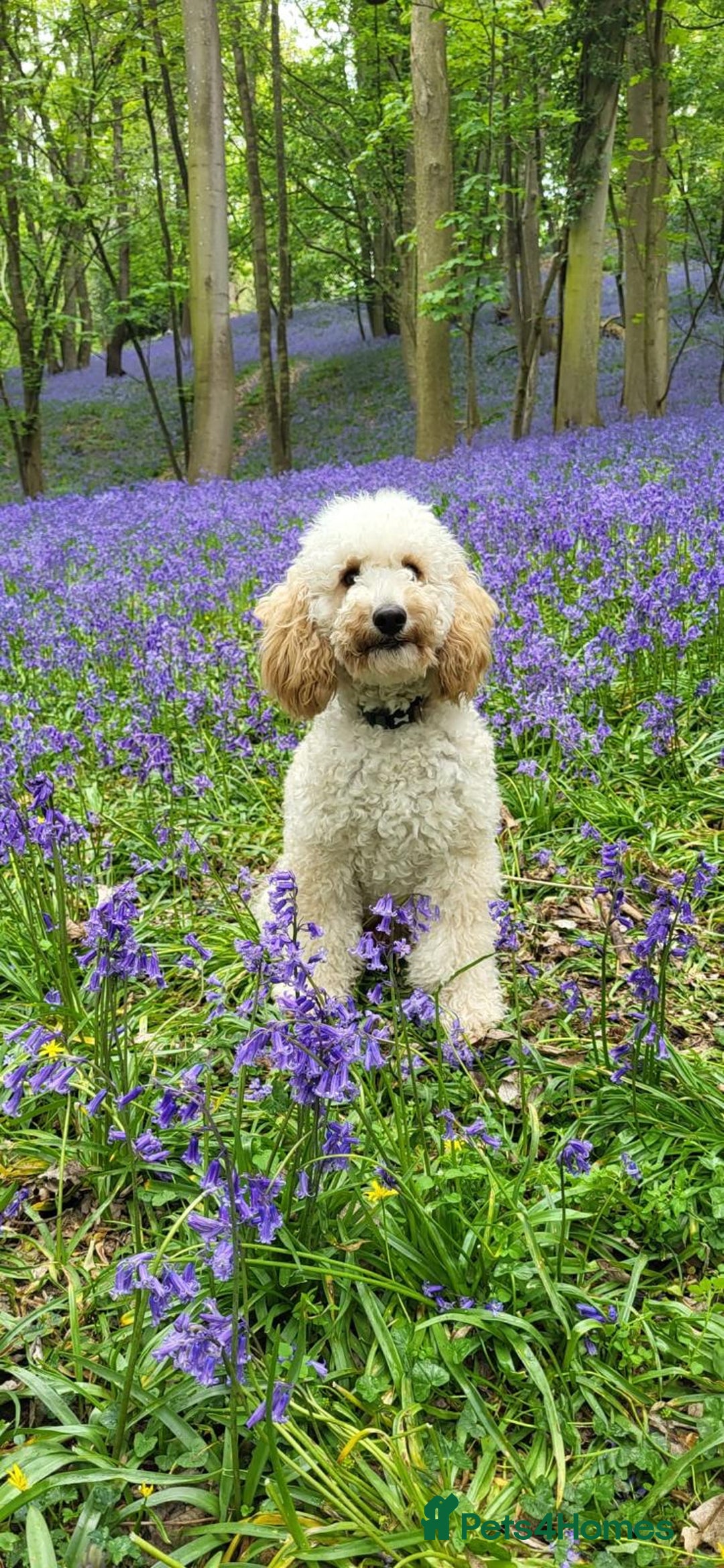 Cavapoo dogs for sale: F1B CAVAPOO PUPPIES  - Image 14