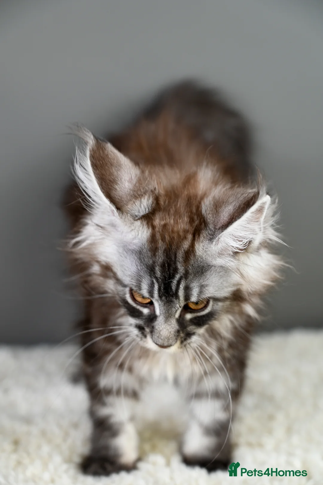 Maine Coon cats for sale: 🧬 STUNNING KITTENS - TICA REGISTERED 🎖️ - Advert 25