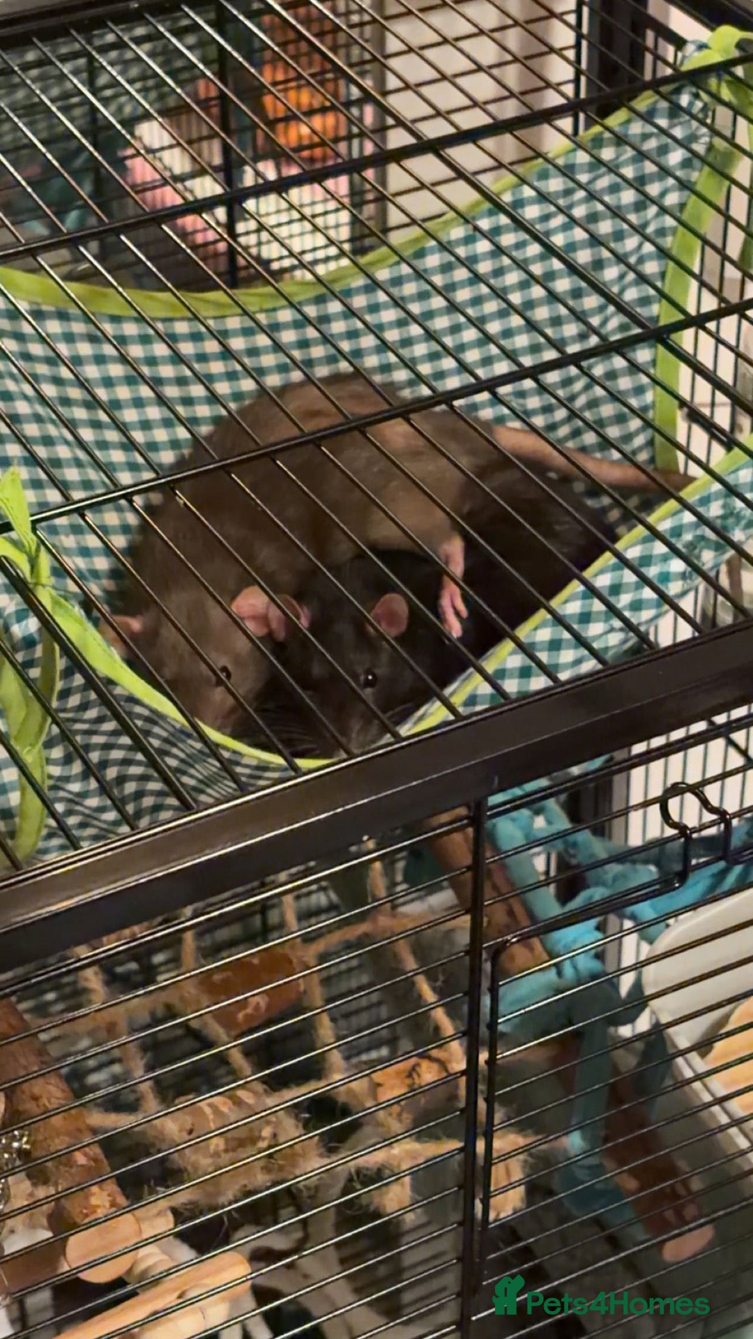 Rat rodents Female rats  - Advert 2