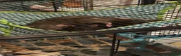 Rat rodents for sale: Female rats  in Walsall - Advert 1