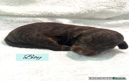 Mixed Breed dogs for sale: Cockapoochi Puppies - Image 7