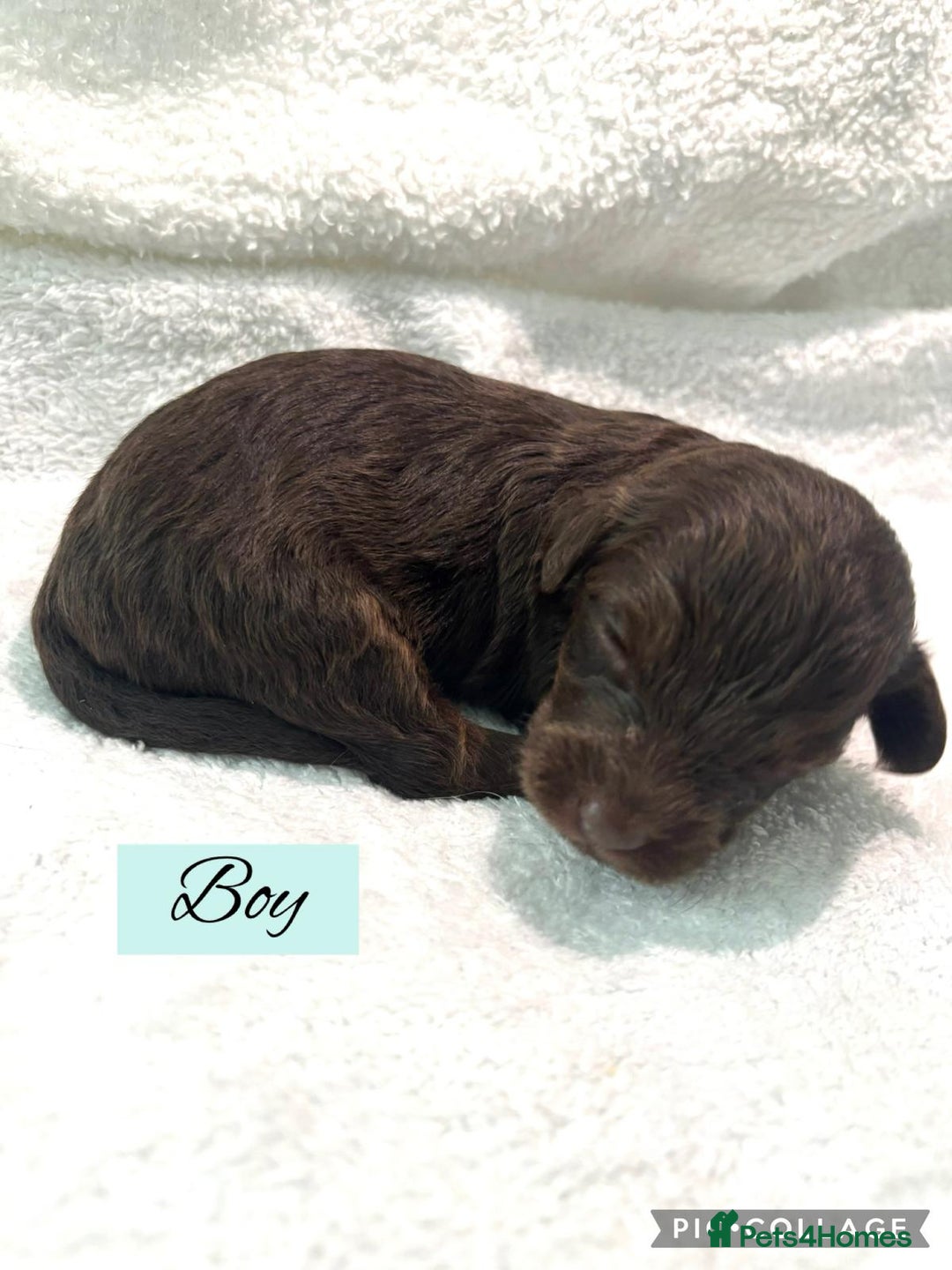 Mixed Breed dogs for sale: Cockapoochi Puppies - Image 7