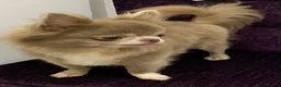 Chihuahua dogs for sale: 5* LICENSED ADULT LILAC CHIHUAHUA FEMALE LONG - Advert 5