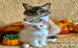 Siberian cats for sale: GORGEOUS PURE WHITE SIBERIAN KITTENS  - Image 1