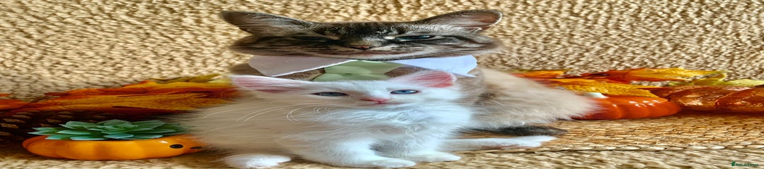 Siberian Kitten 1