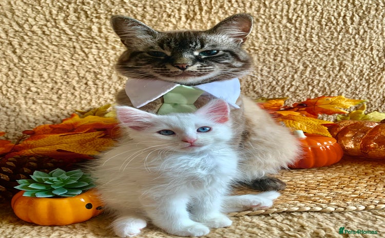 Siberian cats - Advert 6