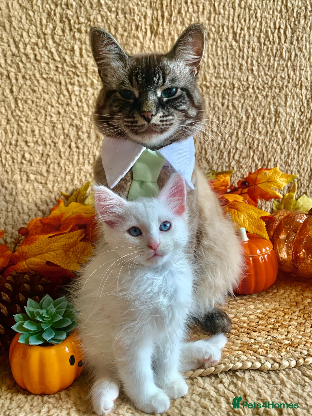 Siberian cats for sale: GORGEOUS PURE WHITE SIBERIAN KITTENS  - Image 1