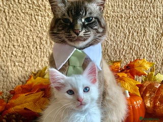 Siberian cats - Advert 1
