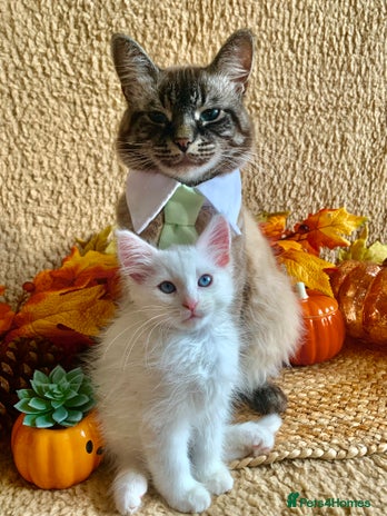 Siberian cats - Advert 13