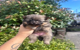 Pomeranian dogs for sale: 🐻Teddybear Pomeranian Puppy’s🐻 - Image 5