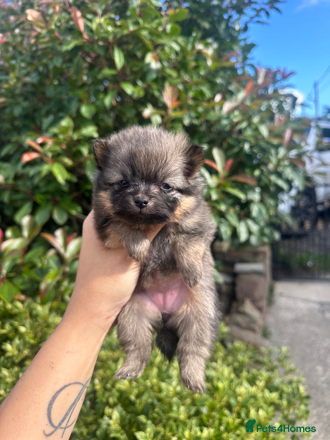 Pomeranian dogs for sale: 🐻Teddybear Pomeranian Puppy’s🐻 - Image 5