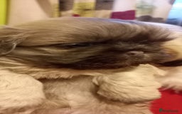 Shih Tzu dogs for sale:  2 Gorgeous male shih tzus - Image 1