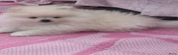 Pomeranian dogs for sale: White male baby Pomeranians  - Advert 11