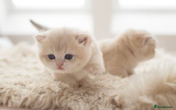 British Shorthair cats for sale: Chubby Golden Blue BSH girls - Image 19