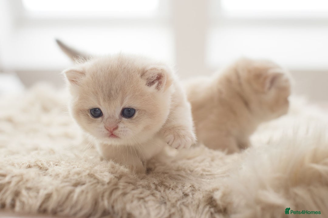 British Shorthair cats for sale: Chubby Golden Blue BSH girls - Image 19