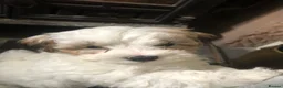 Maltipoo dogs for sale: Maltipoo puppies  - Advert 7