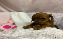 Dachshund dogs for sale: Gorgeous dachshund puppies  - Image 2