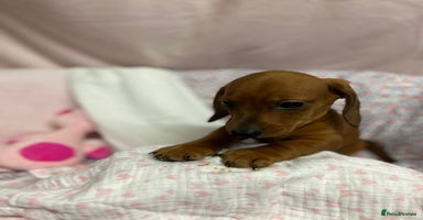 Dachshund dogs - Advert 7