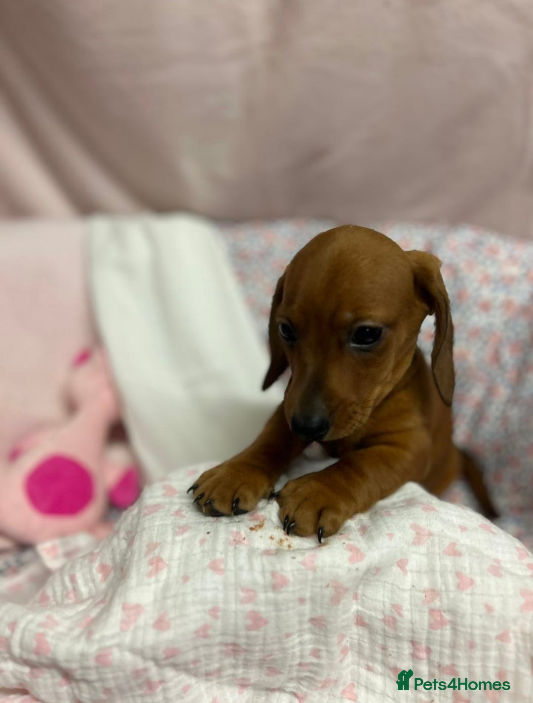 Dachshund dogs for sale: Gorgeous dachshund puppies  - Image 2