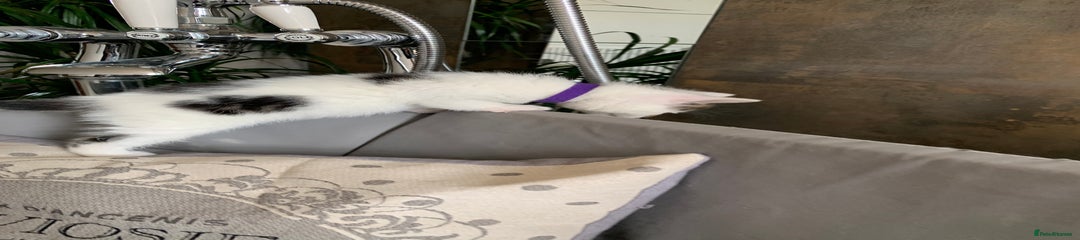 Purple Collar, White and Tabby, Boy 4