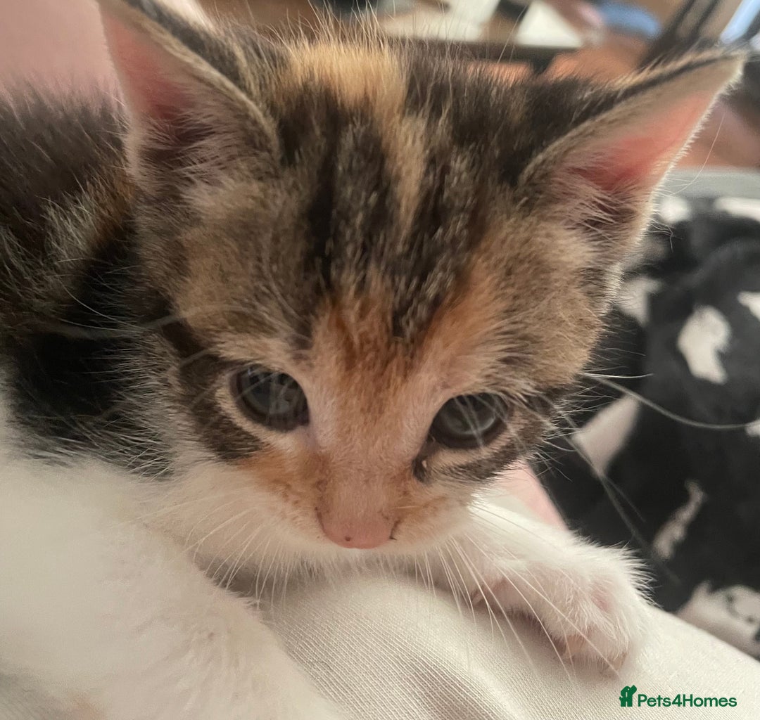 Domestic Shorthair cats for sale: 2 Adorable Female Kittens - Image 7