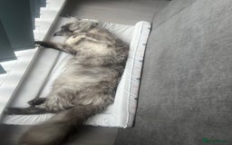 Maine Coon cats for sale: Un spayed Black smoke female Maine coon - Image 4