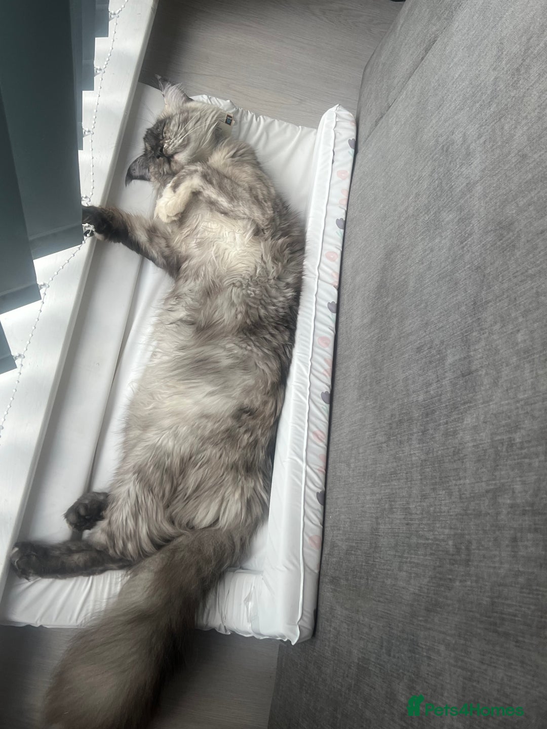 Maine Coon cats for sale: Un spayed Black smoke female Maine coon - Image 4