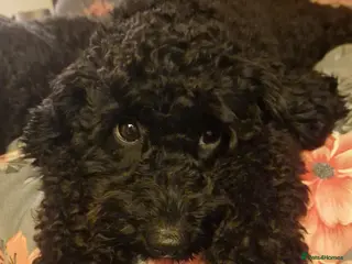 Cockapoo dogs Toy cockerpoos - Advert 1