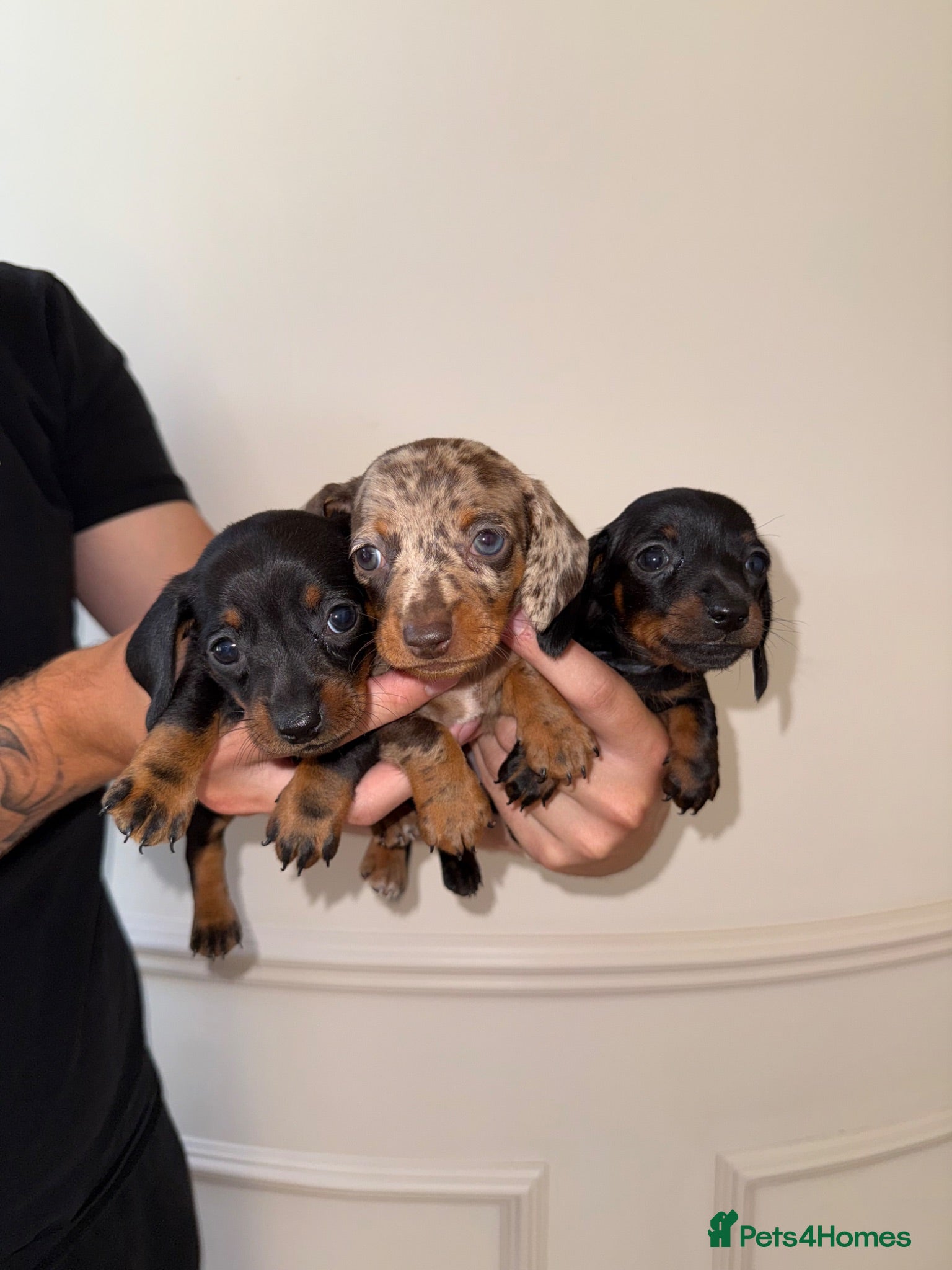 Miniature Dachshund dogs Kc Miniature daschund puppies - Advert 2