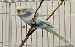 Budgerigars birds for sale: Beautiful Tame Budgies - Image 5