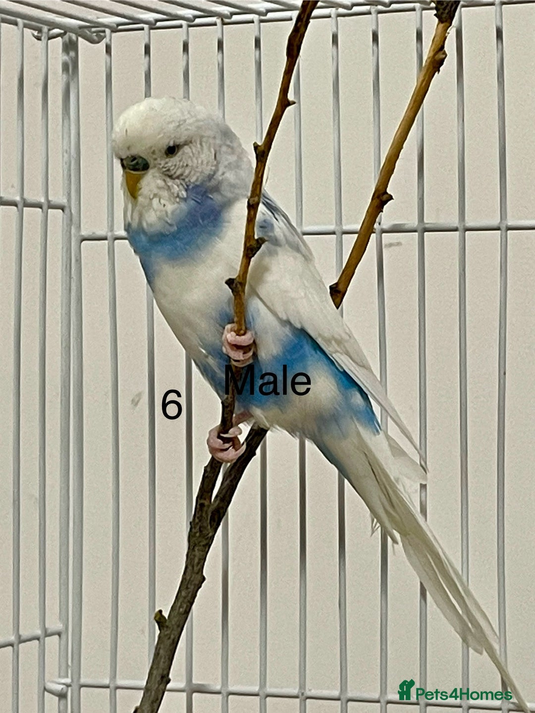 Budgerigars birds for sale: Beautiful Tame Budgies - Image 5