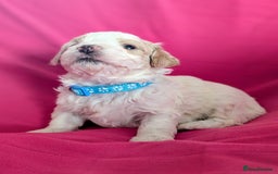 Maltipoo dogs for sale: Beautiful Toy Maltipoo Puppies - Advert 15