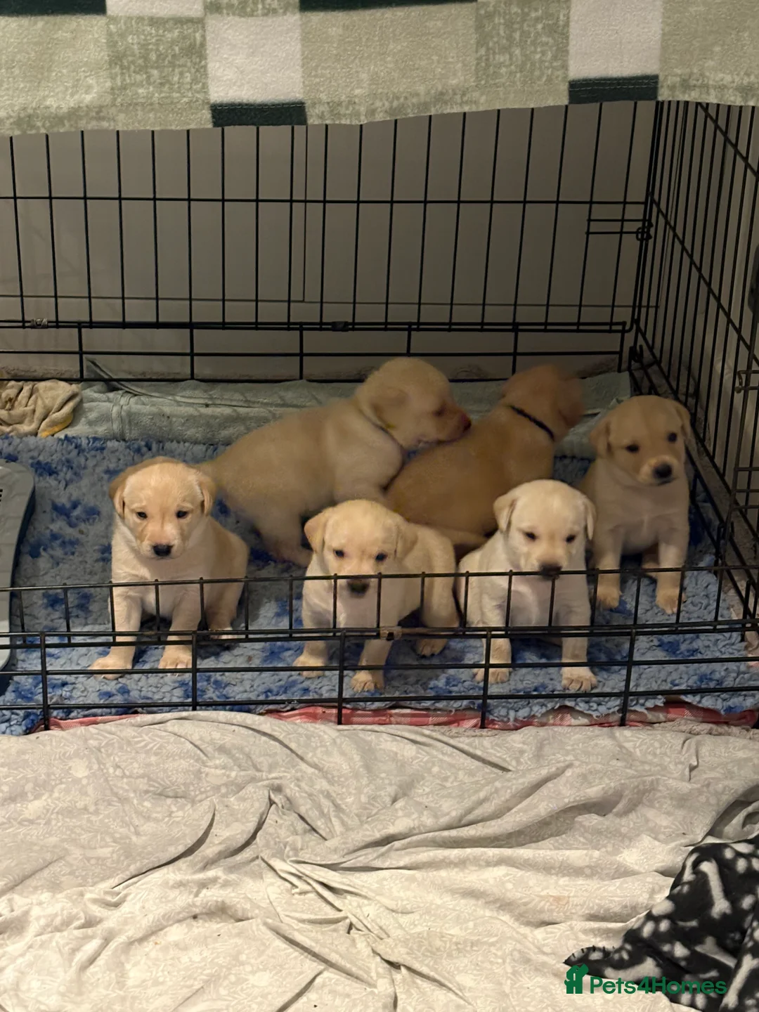 Labrador Retriever dogs for sale: Labrador Retriever Puppies 🐶  - Advert 22