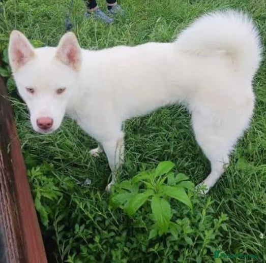 Huskita dogs Nella  - Advert 2