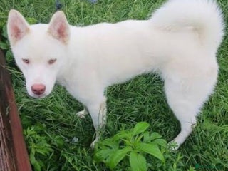 Huskita dogs for sale - Advert 1