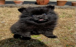 Pomeranian dogs for sale: 3 Little Girls Looking for Love! - Image 25