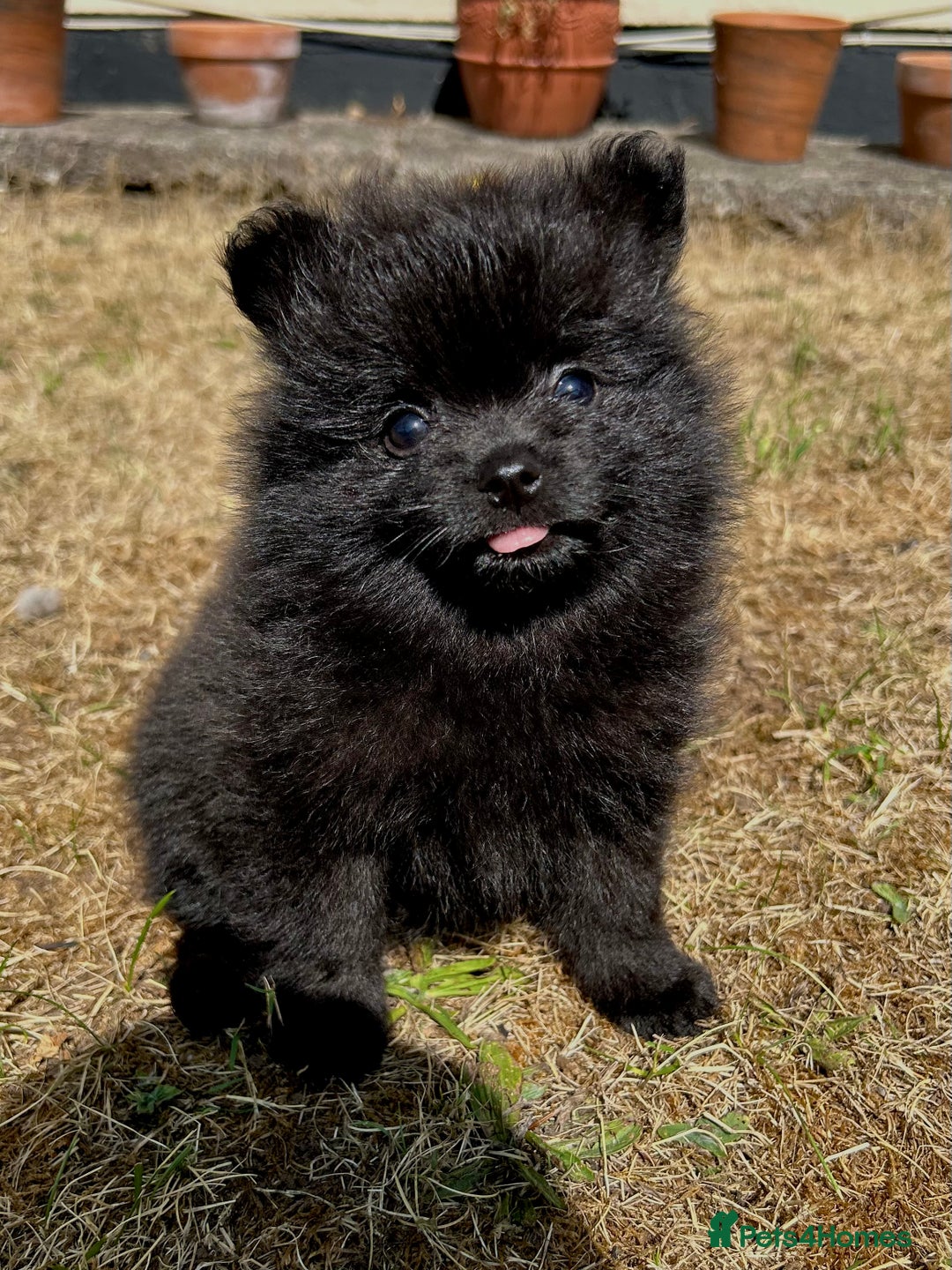 Pomeranian dogs for sale: 3 Little Girls Looking for Love! - Image 25