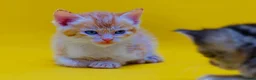 Mixed Breed cats for sale: Orange / ginger male kittens  in Stonehouse - Advert 12