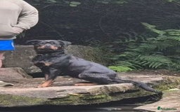 Rottweiler dogs for sale: Heartbreaking decision - Image 1