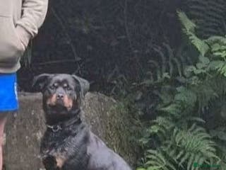 Rottweiler dogs Heartbreaking decision - Advert 3