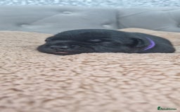 Staffordshire Bull Terrier dogs for sale: KC Staffordshire Bull Terrier Puppies 🖤 - Image 24