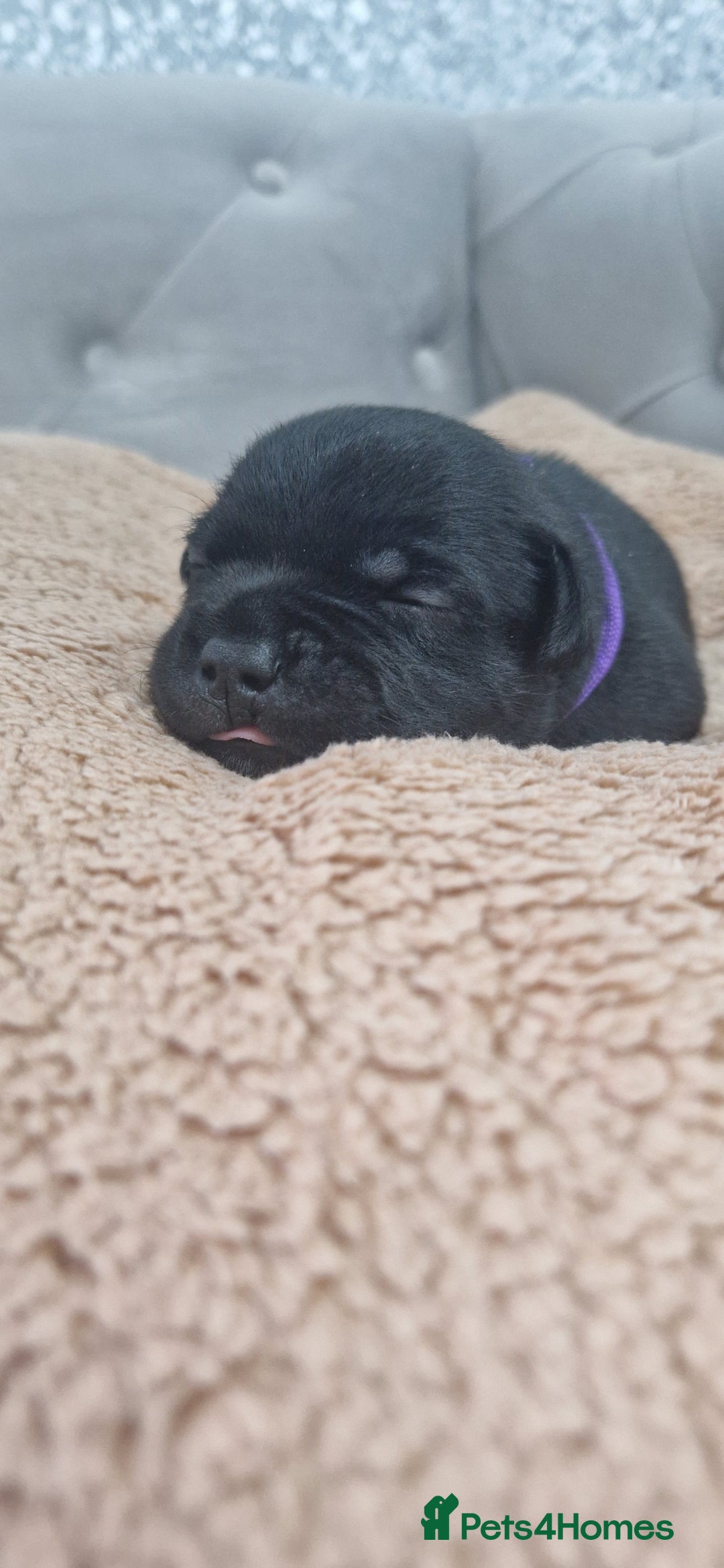 Staffordshire Bull Terrier dogs for sale: KC Staffordshire Bull Terrier Puppies 🖤 - Image 24