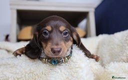 Miniature Dachshund dogs for sale: PEDIGREE MINIATURE LONGHAIRED DACHSHUNDS  - Image 1