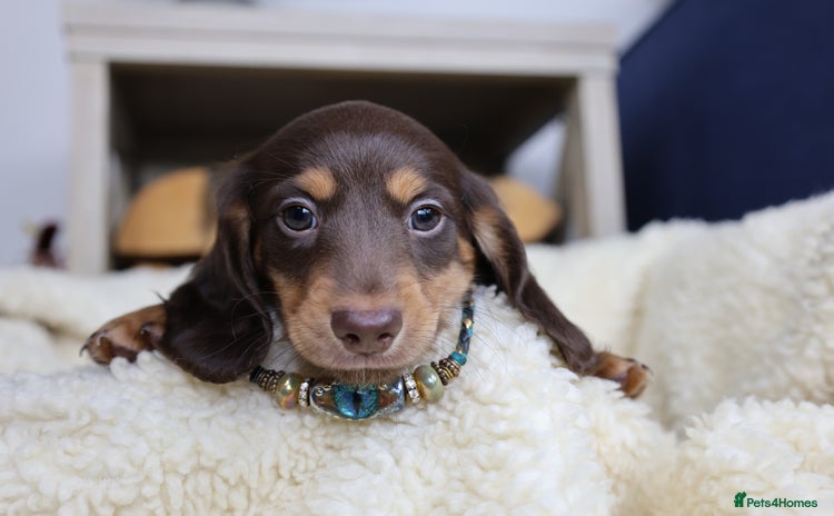 Miniature Dachshund dogs - Advert 1