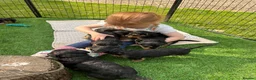 Airedale Terrier dogs for sale: ⭐️ KC AIREDALE PUPS FROM LICENSED BREEDER ⭐️ - Advert 19