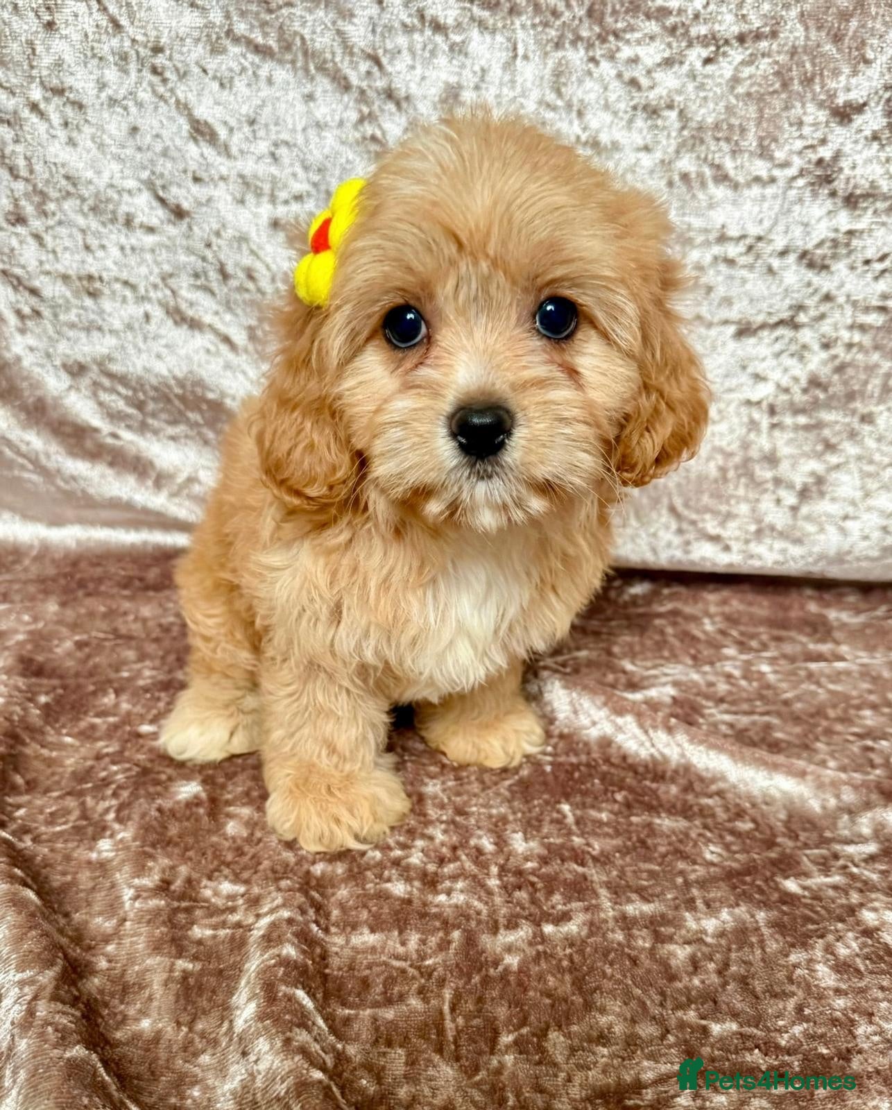 Maltipoo dogs BEAUTIFUL F1B MALTIPOOS READY TO LEAVE! - Advert 5