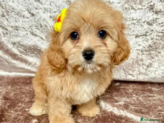 Maltipoo dogs BEAUTIFUL F1B MALTIPOOS READY TO LEAVE! - Advert 5