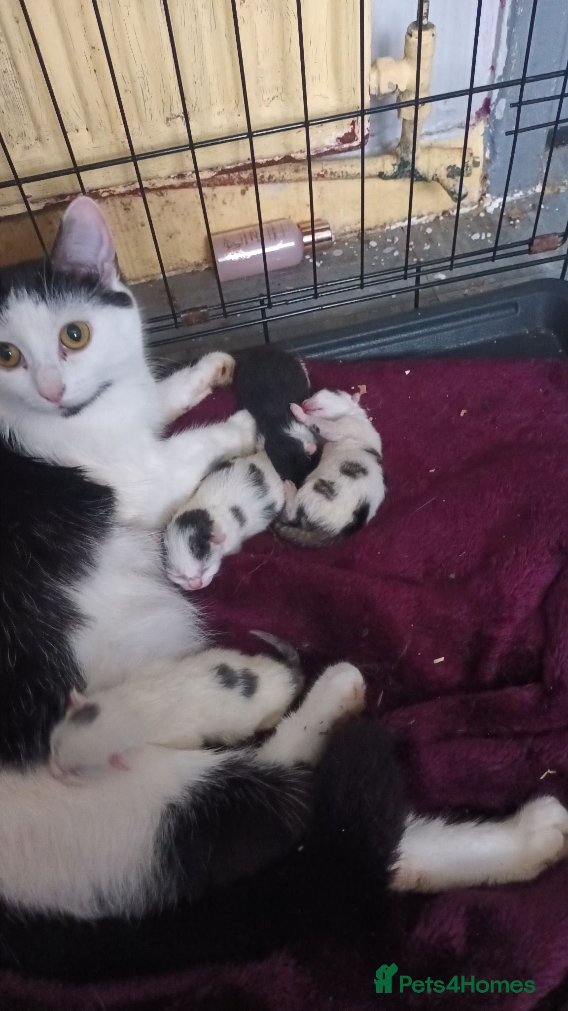 Mixed Breed cats Domestic shorthair kittens for sale - Advert 4
